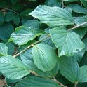 Hamamelis japonica